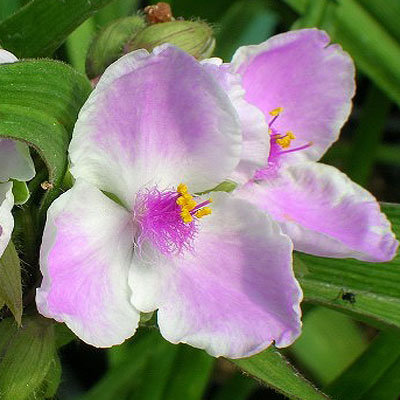 Превью изображения