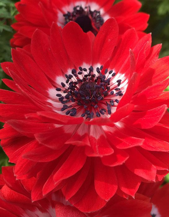 Превью изображения