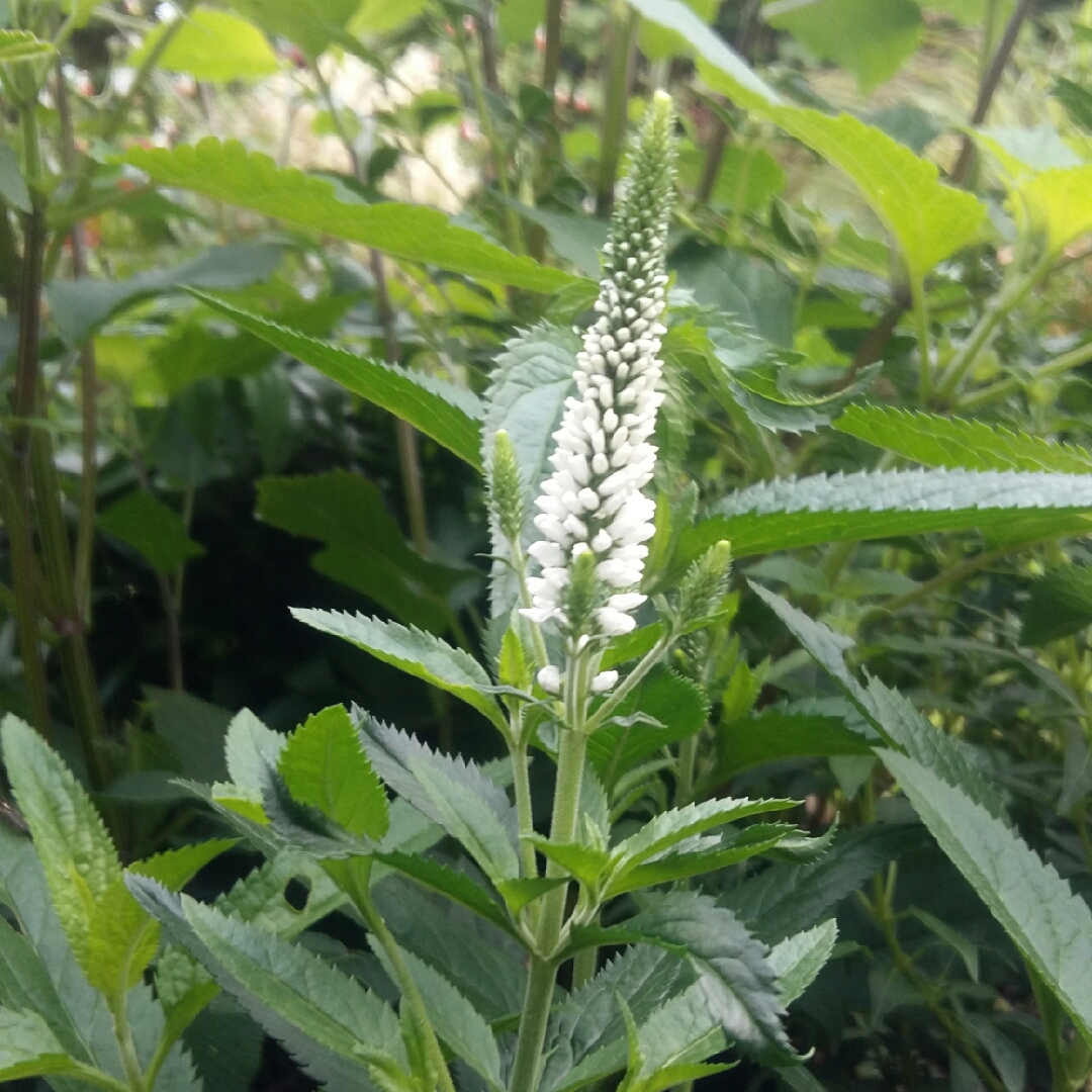 Превью изображения