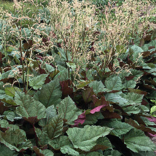 Превью изображения