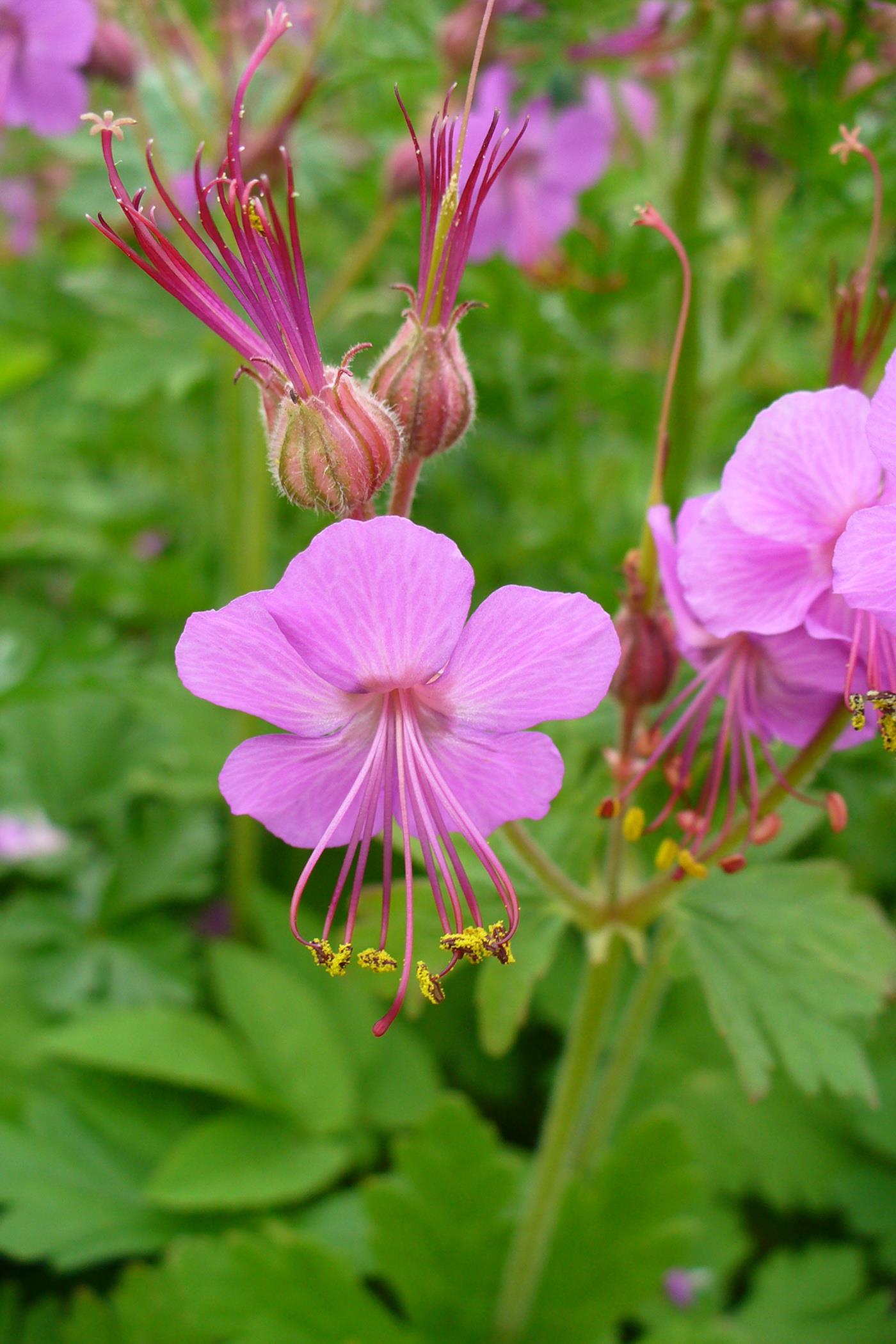 Превью изображения