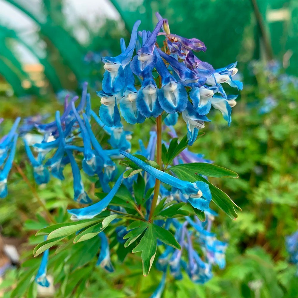 Превью изображения