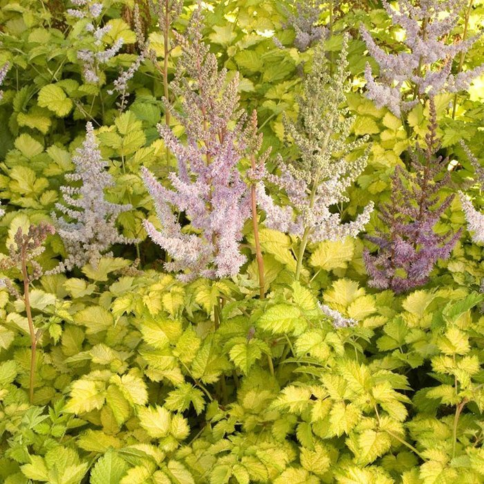Превью изображения