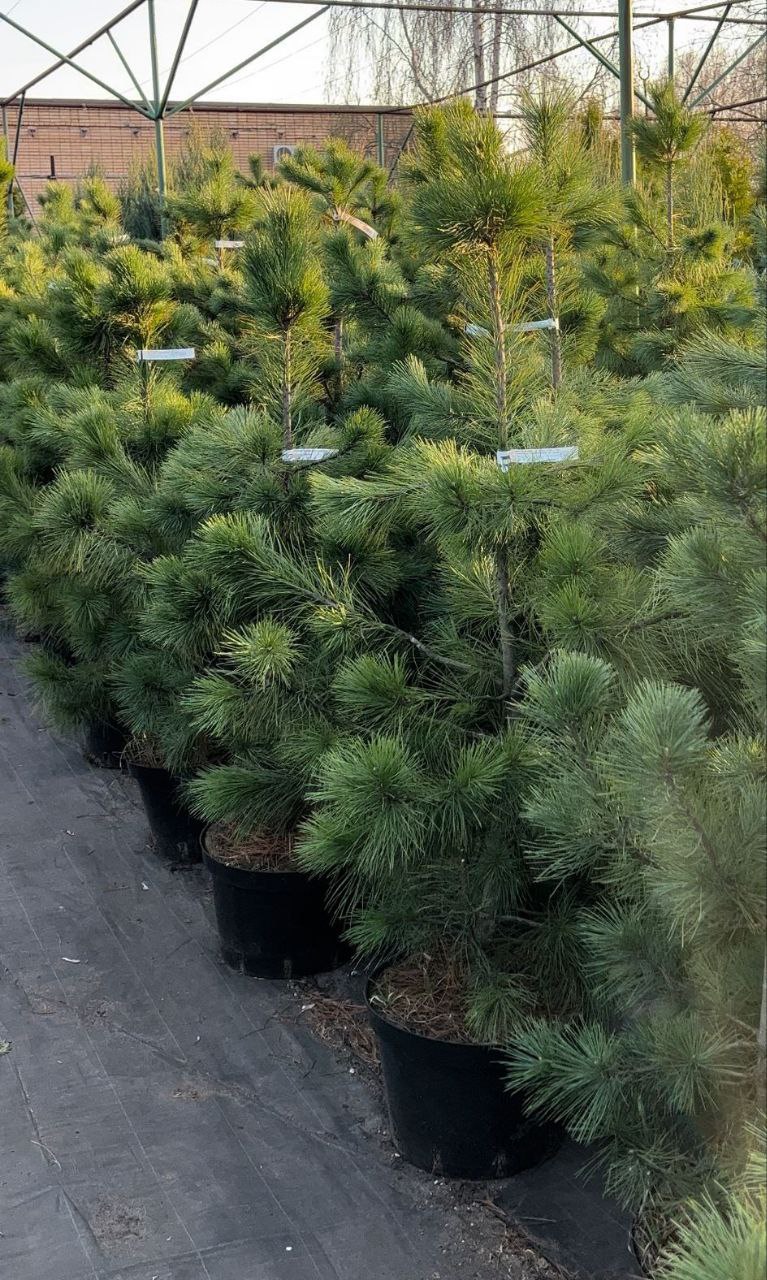 Превью изображения