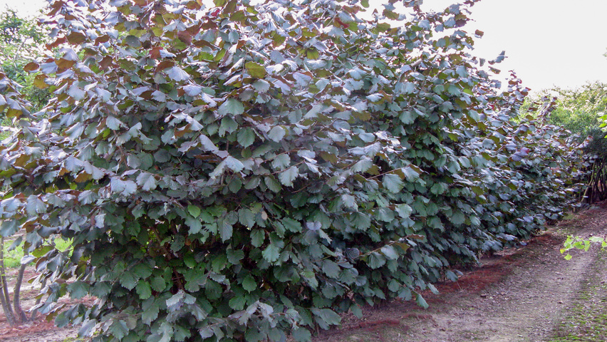 Превью изображения