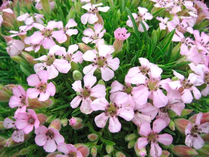 Превью изображения