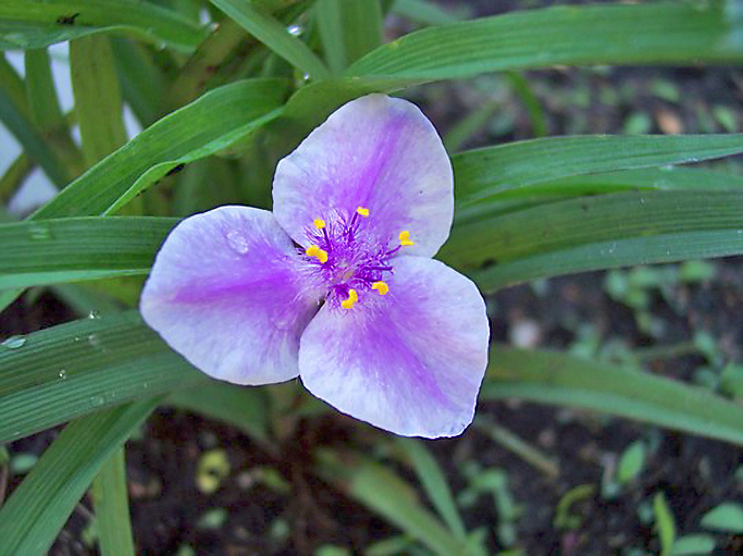 Превью изображения