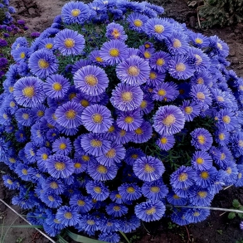 Превью изображения