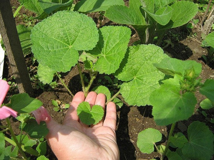 Превью изображения