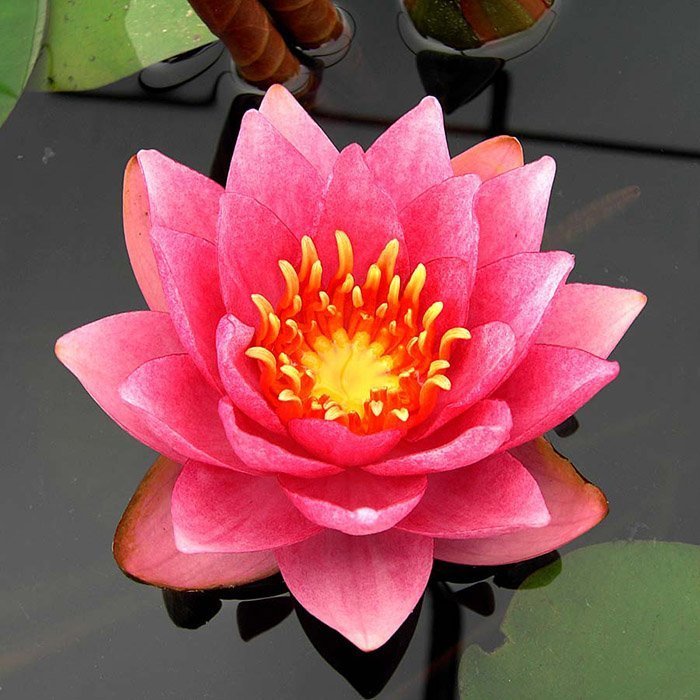 Превью изображения