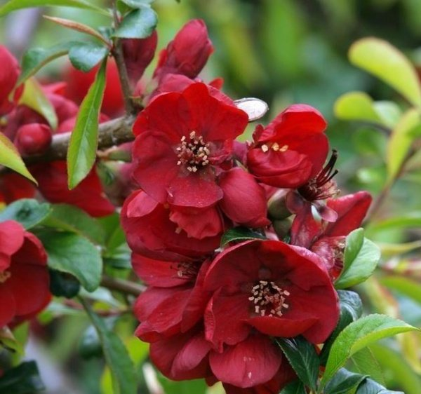 Превью изображения