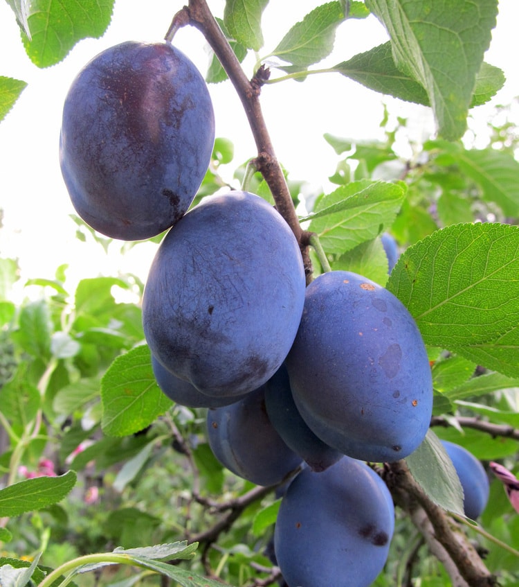 Превью изображения