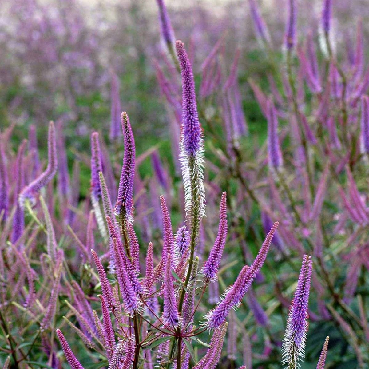 Превью изображения