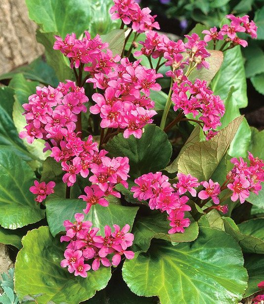 Превью изображения