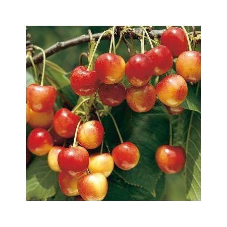 Превью изображения