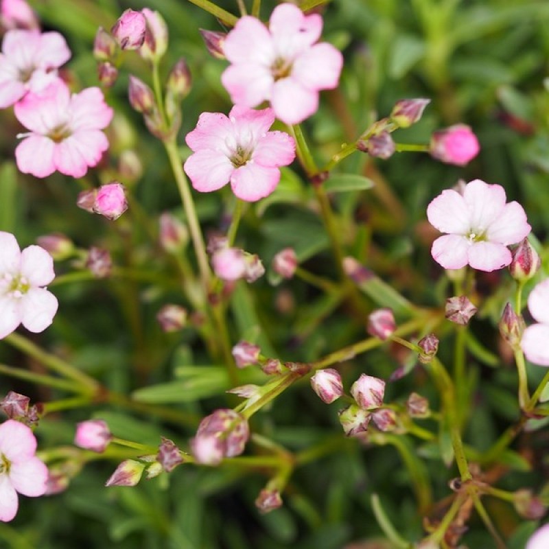 Превью изображения