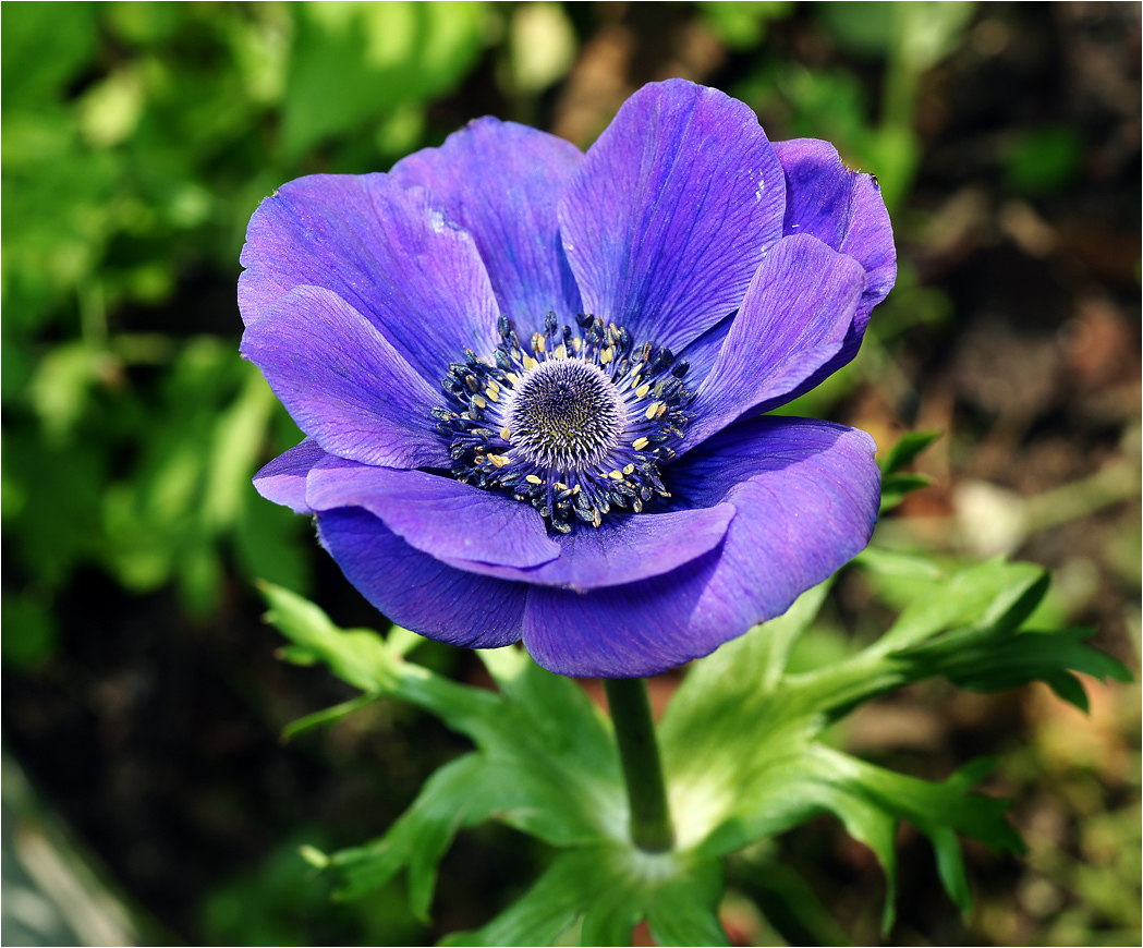 Превью изображения