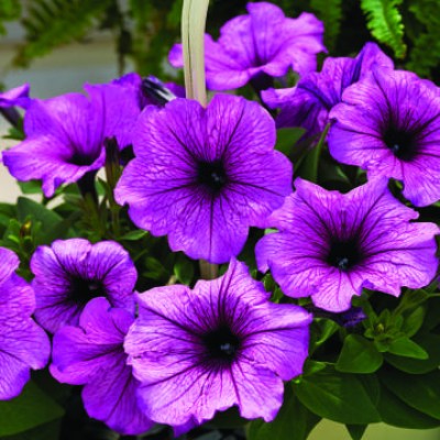 Превью изображения