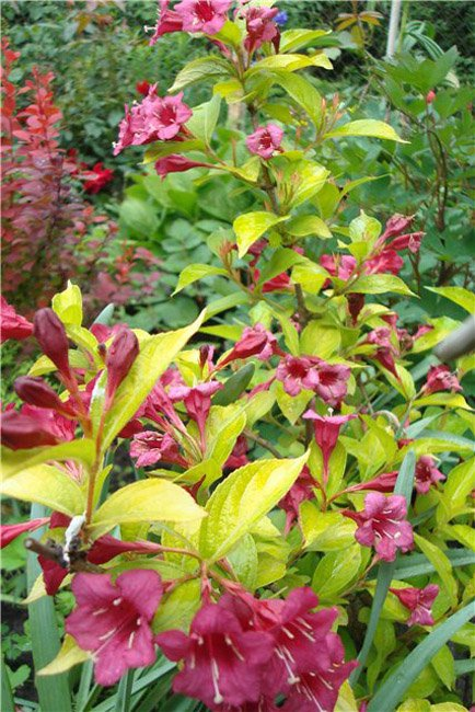 Превью изображения