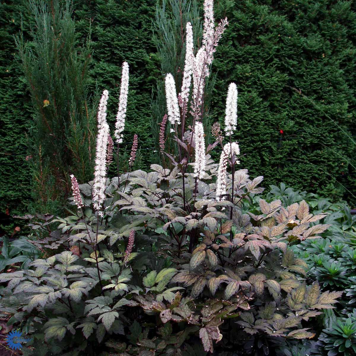 Превью изображения