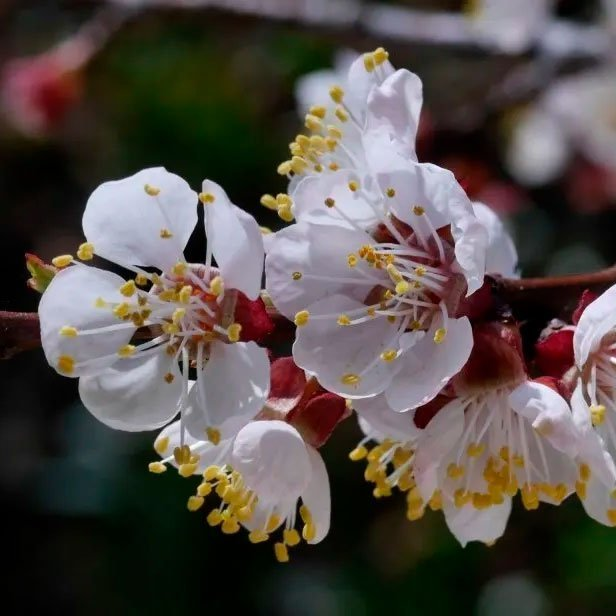 Превью изображения