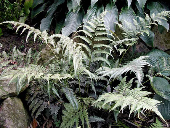 Превью изображения