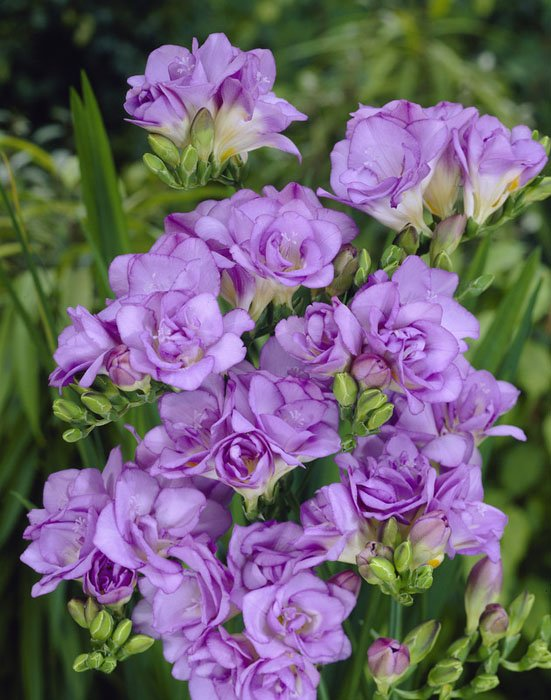 Превью изображения