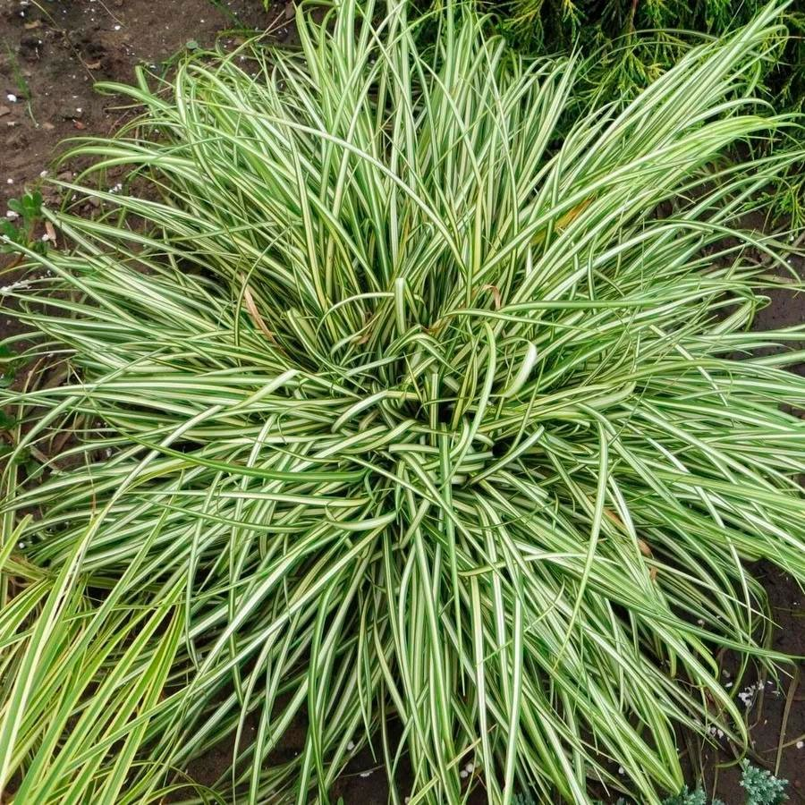 Превью изображения