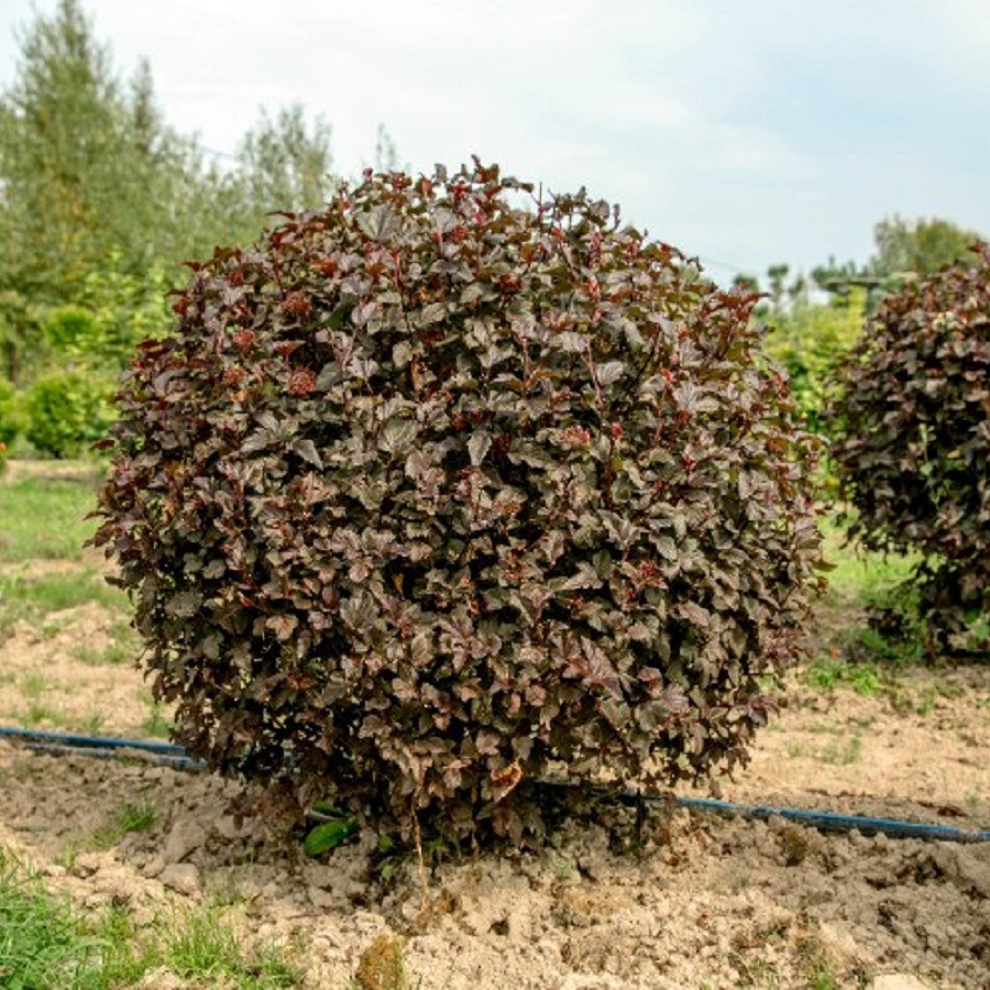 Превью изображения