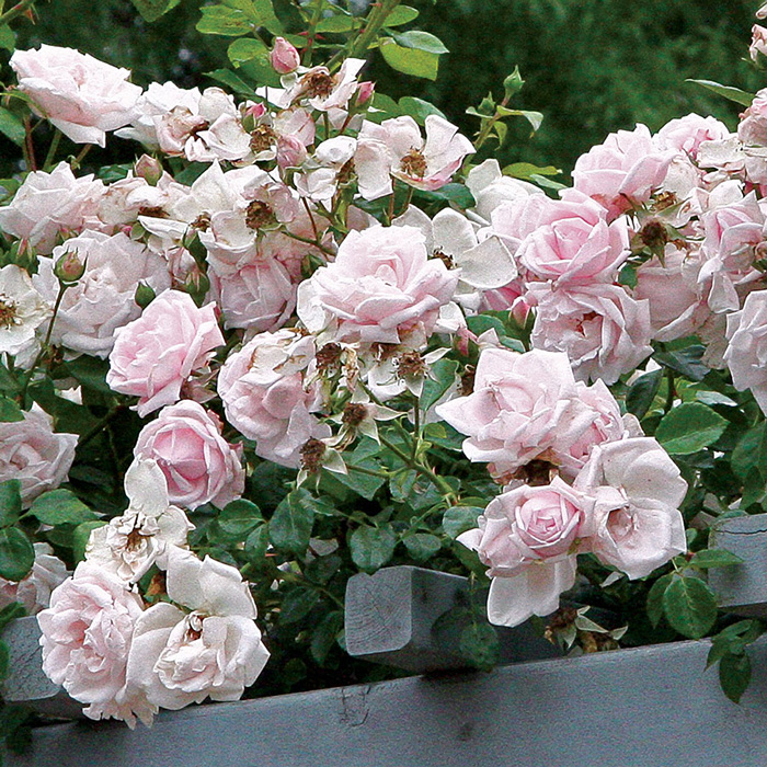 Превью изображения