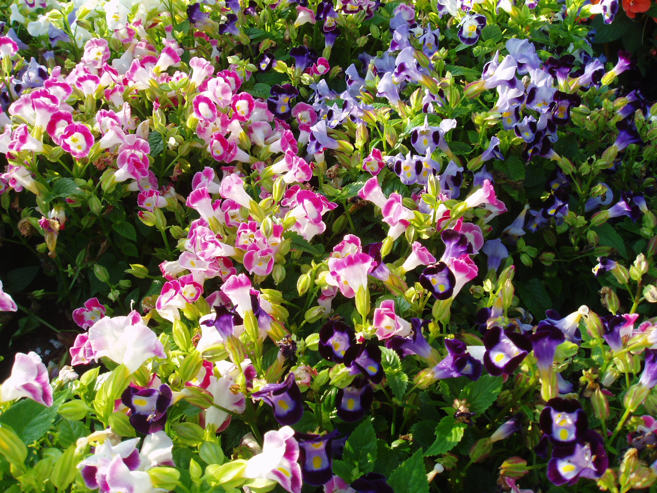 Превью изображения