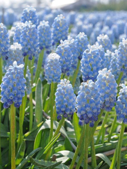 Превью изображения