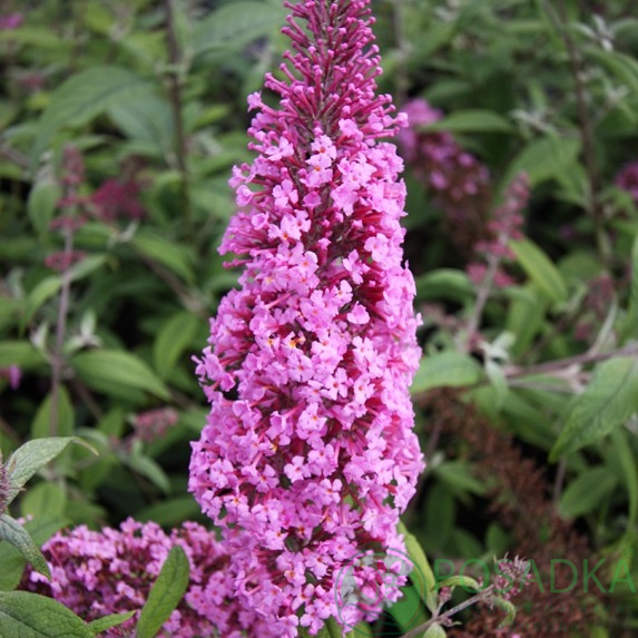 Превью изображения