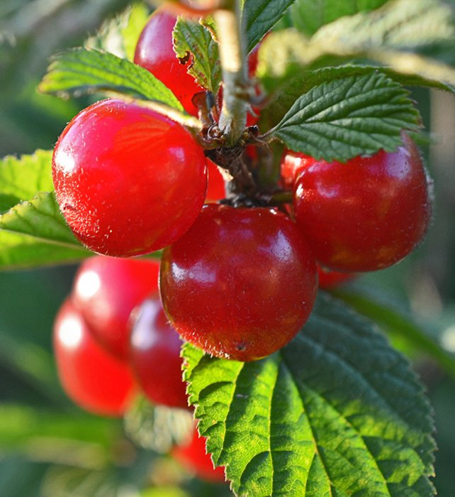 Превью изображения