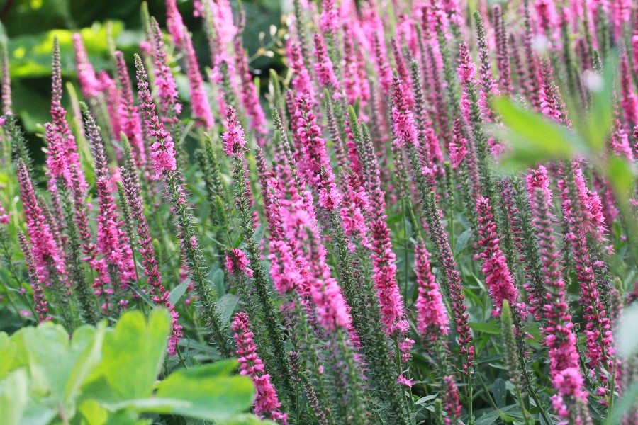 Превью изображения