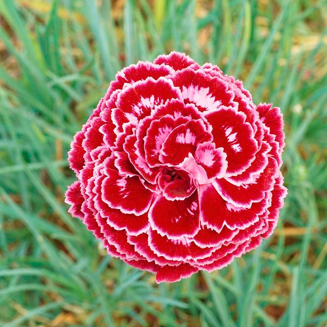 Превью изображения