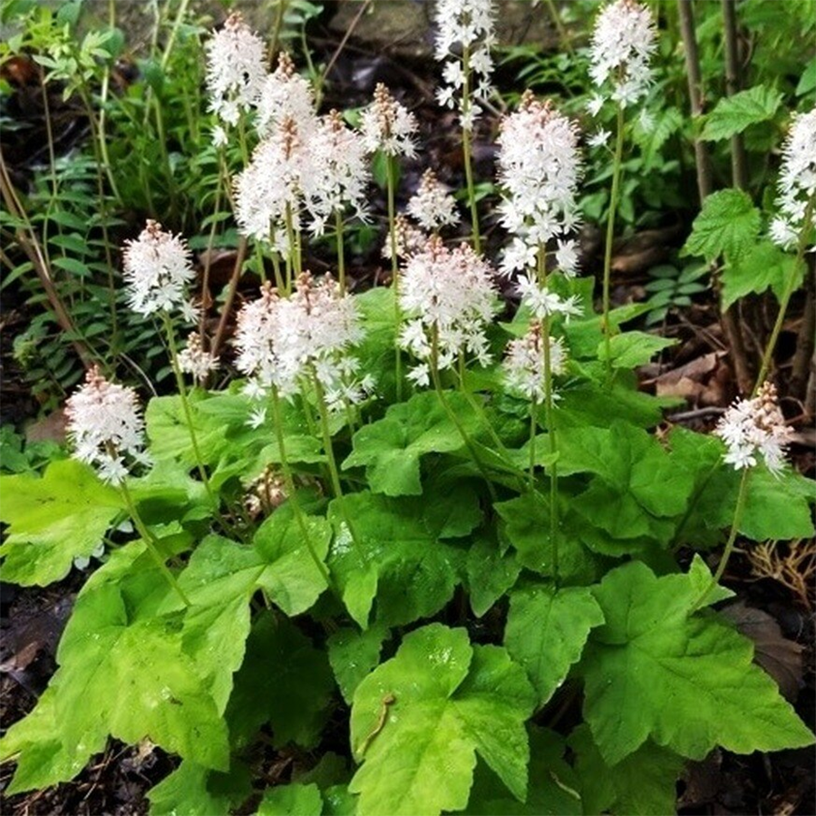 Превью изображения