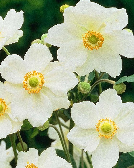 Превью изображения