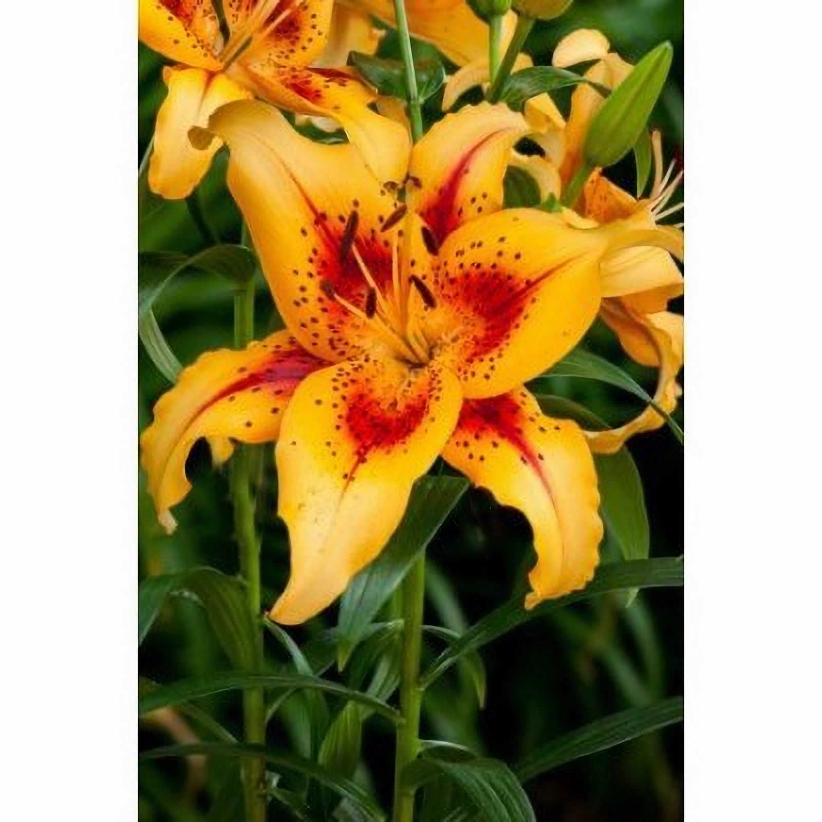 Превью изображения