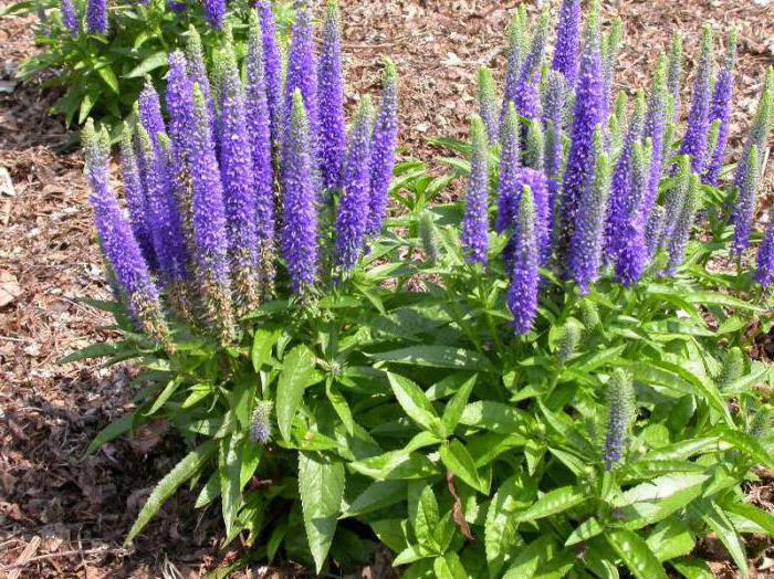 Превью изображения