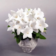 Превью изображения