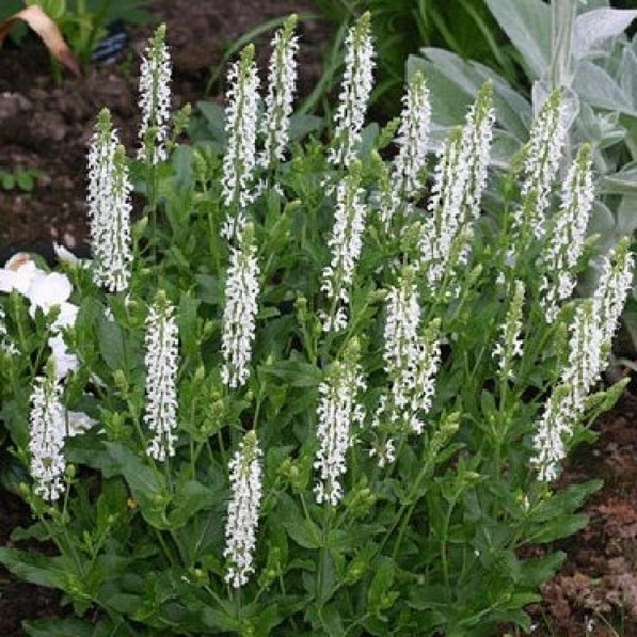 Превью изображения