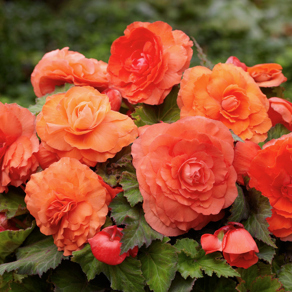 Превью изображения