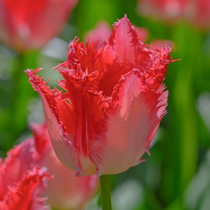 Превью изображения