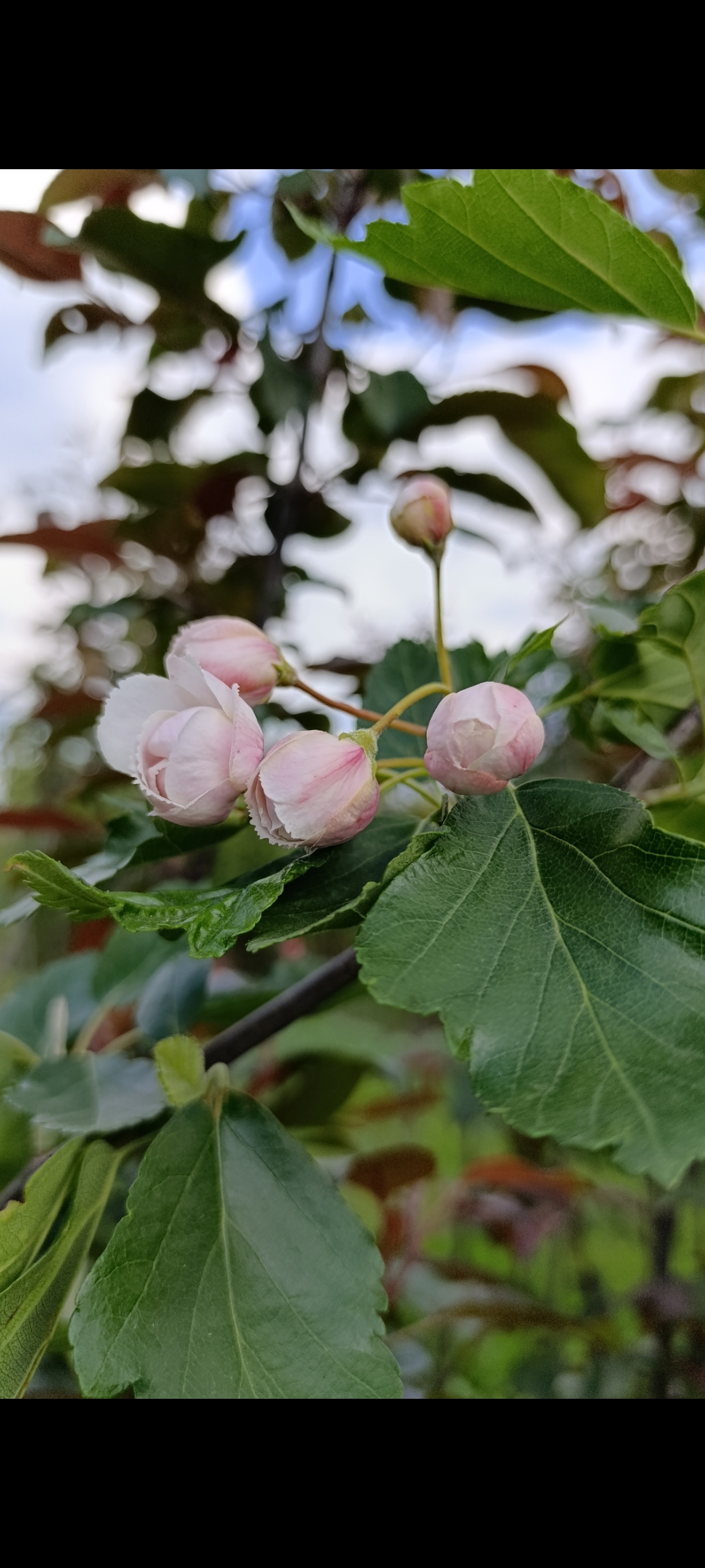 Превью изображения