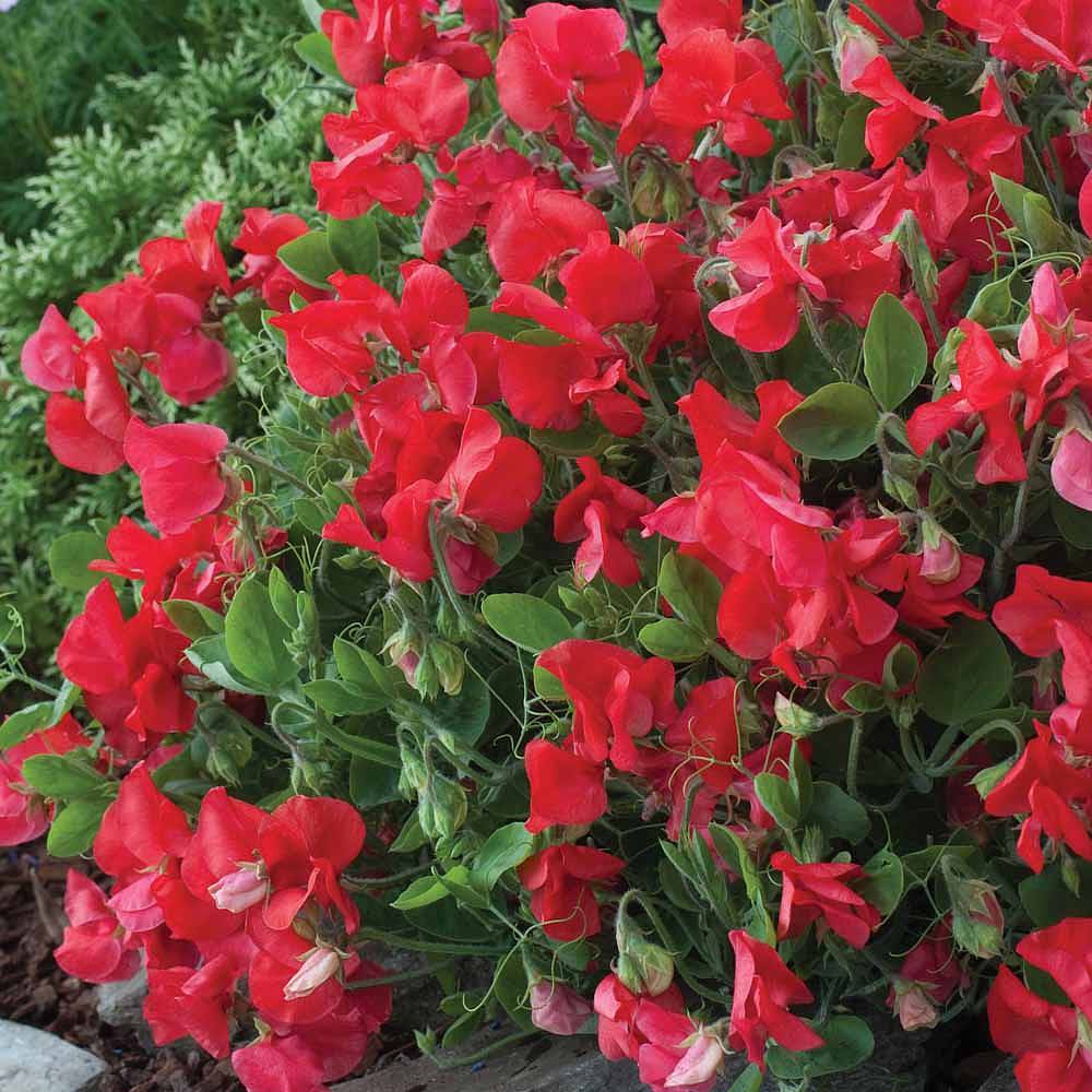 Превью изображения